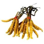 פטריית קורדיספס