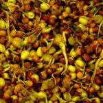 תבשיל-נבטוטים