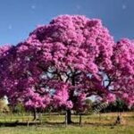 פאו דה ארקו