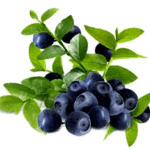 אוכמניות כחולות