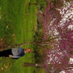 פריחת האביב