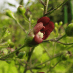 סקרופולריה