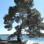 קליפת עץ אורן צרפתי ממקור ימי