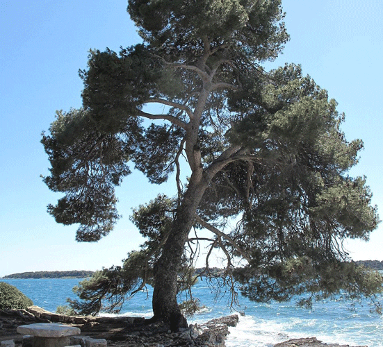 קליפת עץ אורן צרפתי ממקור ימי