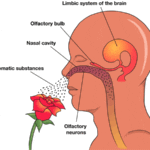 המדע מאחורי הכוח של שמנים אתריים וארומתרפיה